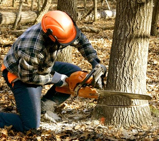 Tree Removal in Bristol, PA